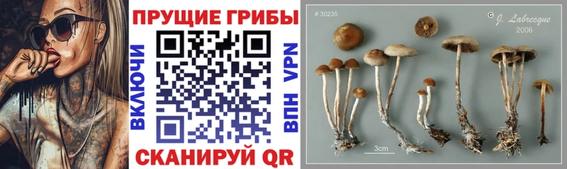 Галлюциногенные грибы Cubensis  Снежинск 